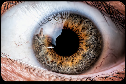 WEB-Eye-Close-Up-Riccardo-Meneghini-CC &#8211; it