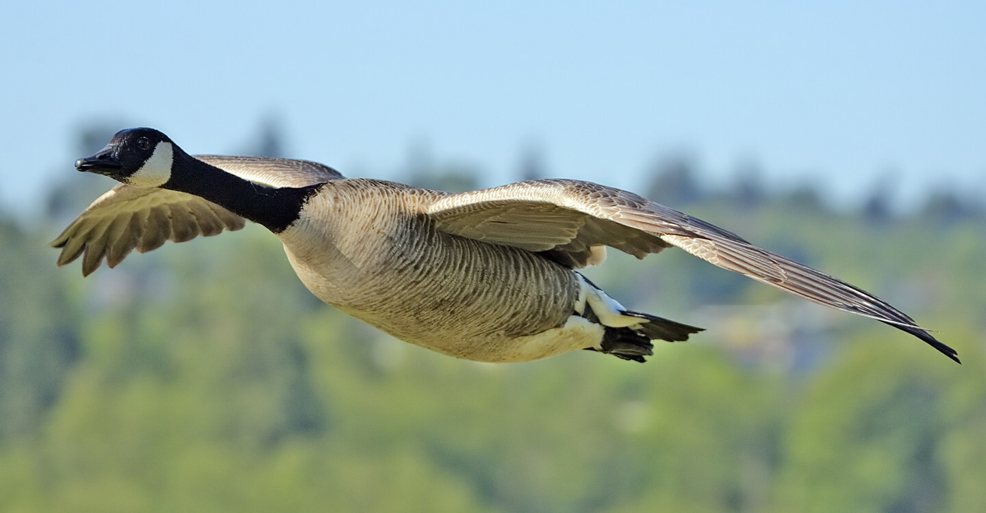 Canada_goose_flight_cropped_and_NR