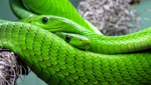 snake-mamba-green-mamba-toxic-38268 (1)