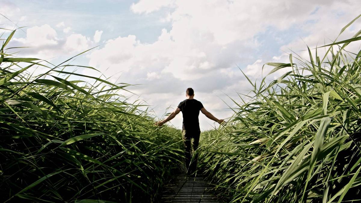high-grass-1504284_1920