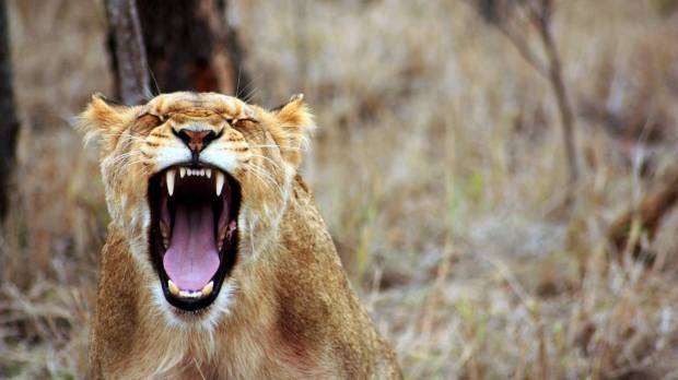 web-angry-lion-yells-publicdomain