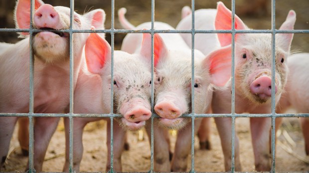 web-pigs-farm-shutterstock_154642748-federico-rostagno-ai