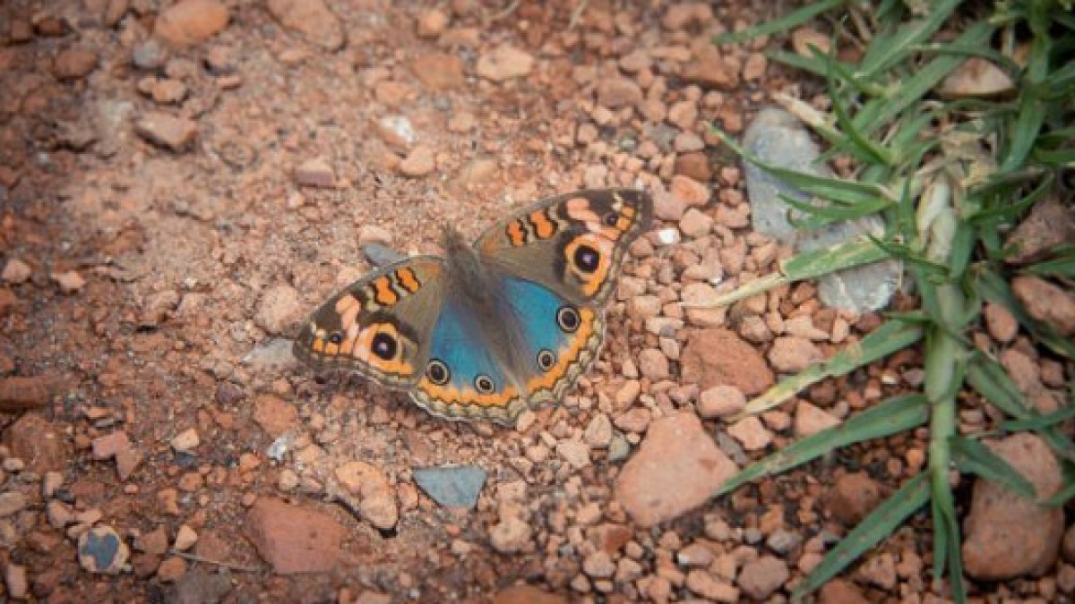 borboleta
