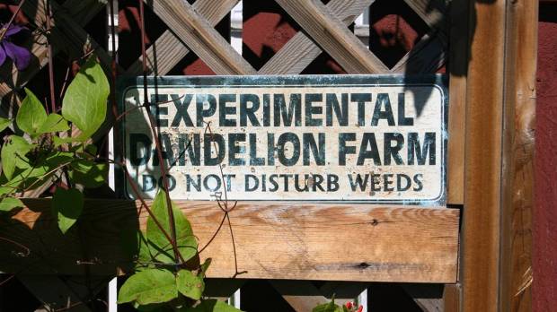 web-dandelion-farm-weeds-sign-thank-you-for-visiting-my-page-cc
