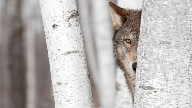 Grey Wolf (Canis lupus) Behind Tree – captive animal