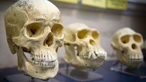 WEB EVOLUTION MAN MONKS SKULLS Julius Kielaitis:Shutterstock AI