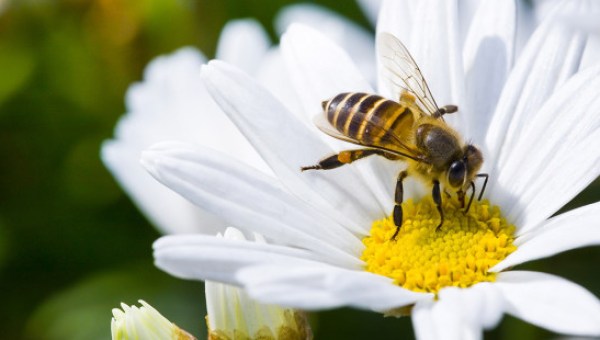 API PREGHIERA NATURA