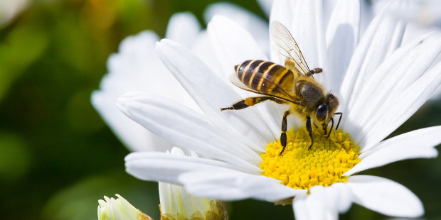 API PREGHIERA NATURA