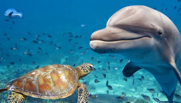 DELFINI ARTE CRISTIANA