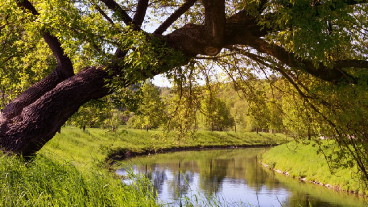 web3-tree-by-river-spring-springtime-stream-shutterstock
