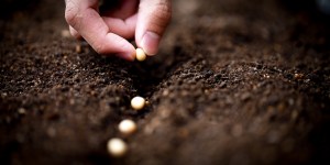 La parabola del Seminatore: come possiamo sapere se il terreno è buono?