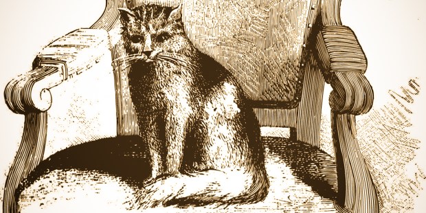MICETTO CAT