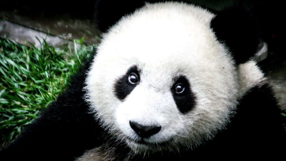 GIANT PANDA