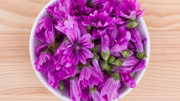 shutterstock_660998011