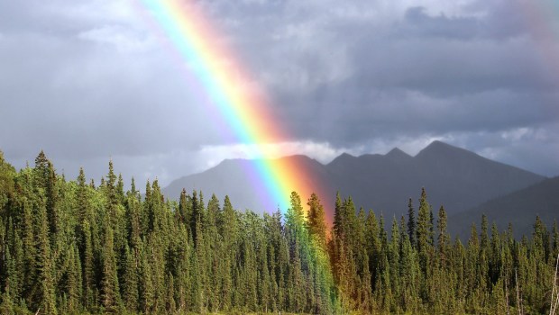 RAINBOW FOREST