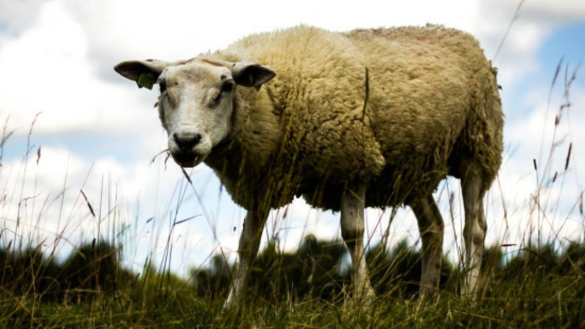 web3-biological-evidence-christmas-winter-sheep-lennart-tange-cc-by-2-0