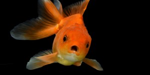 &#8220;This is water!&#8221;, D. F. Wallace ai laureandi del Kenyon college insegna a rompere il guscio dell&#8217;ego (VIDEO)