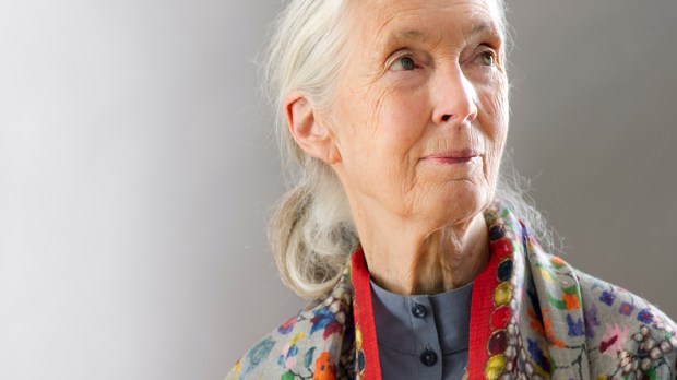 JANE GOODALL