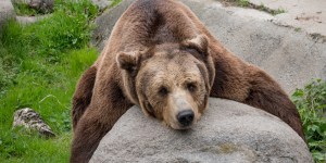 &#8220;E fu così che l&#8217;orso siberiano morì di polmonite&#8221; (VIDEO)