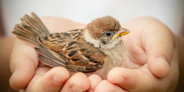 SPARROW