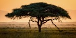ACACIA TREE