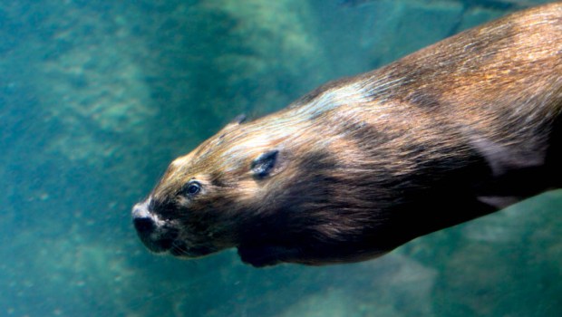 BEAVER