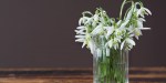 SNOWDROP
