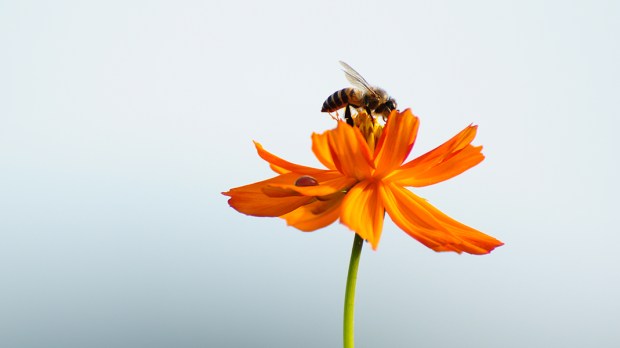 BEE AND FLOWER
