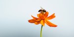 BEE AND FLOWER