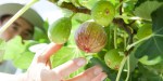 FICO, FIG, CONTADINO