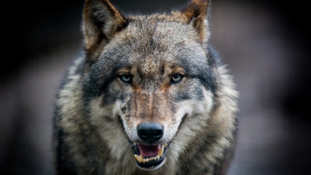 LUPO, RABBIA, DENTI