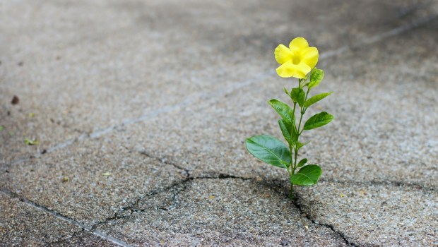 FIORE, GIALLO, ROCCIA