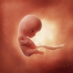 Le neuroscienze sono prolife: il concepito è dominato dallo sviluppo del cervello, da subito!