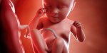 FETAL DEVELOPMENT