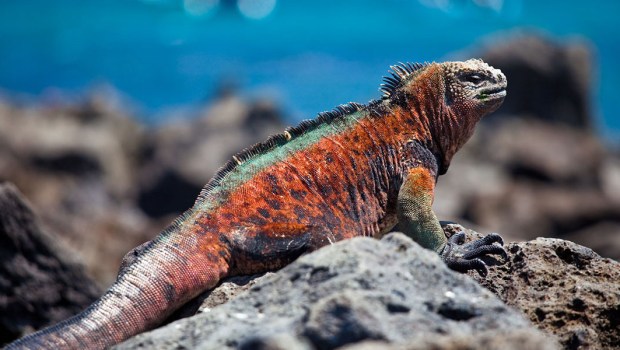 GALAPAGOS