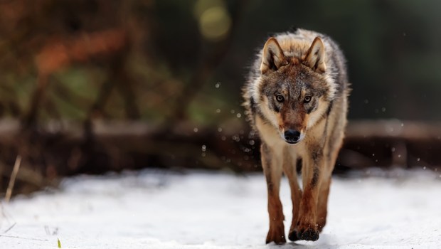 LUPO, SOLITARIO, NEVE