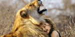 LION HUG BABYGIRL