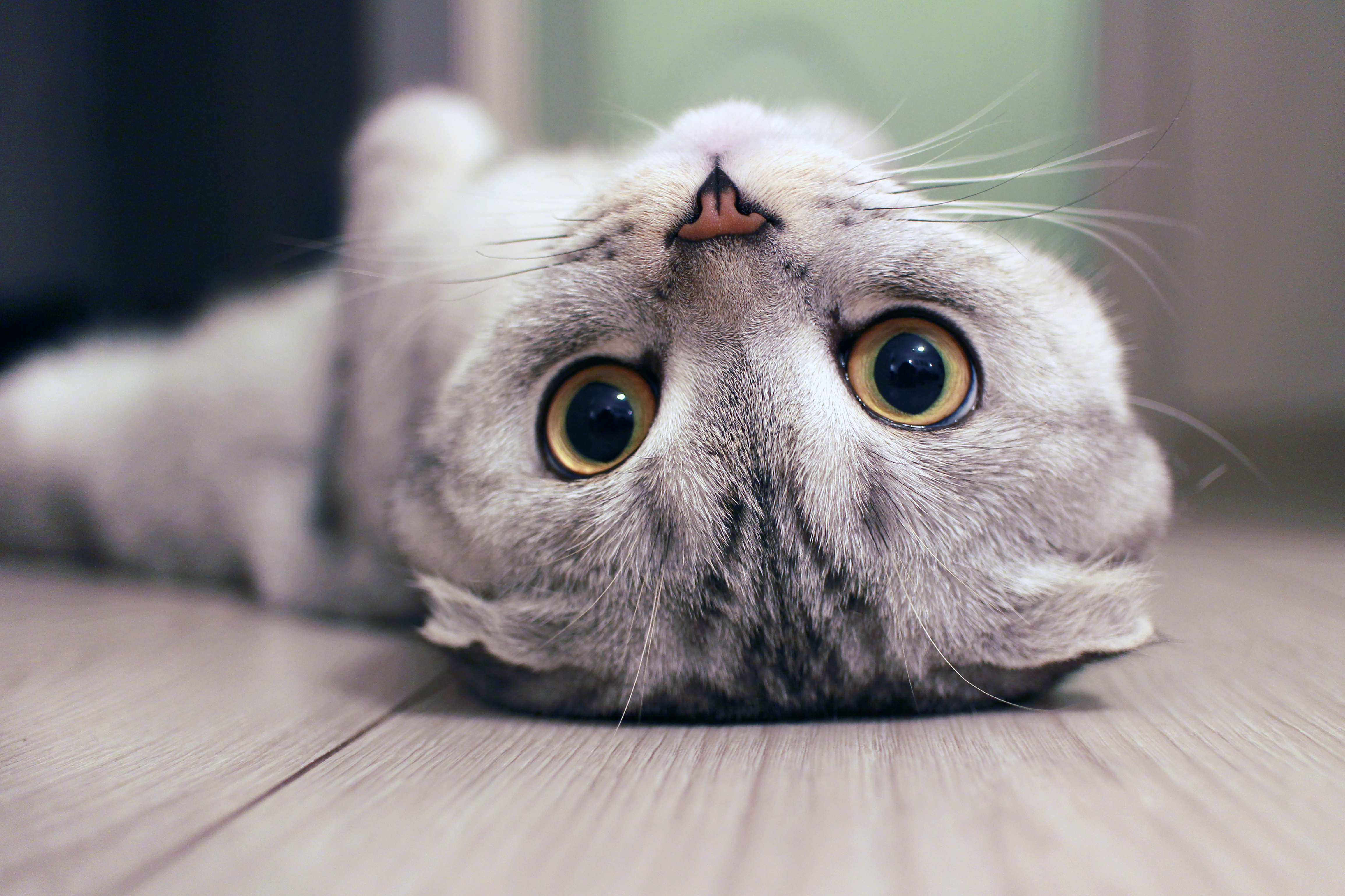 GATTO GRIGIO SCOZZESE