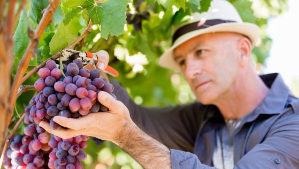 UVA, CONTADINO, VENDEMMIA