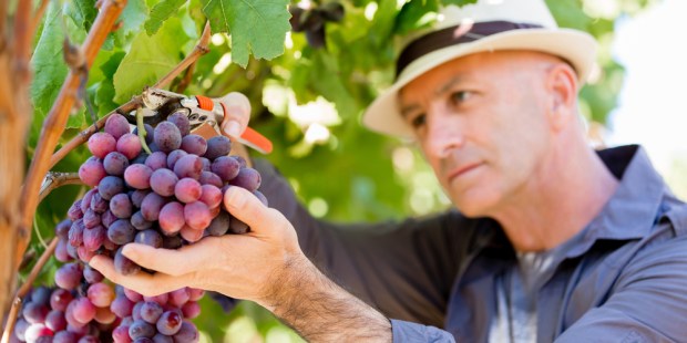 UVA, CONTADINO, VENDEMMIA