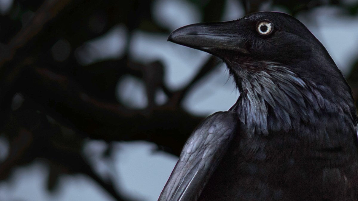 RAVEN,BLACK,BIRD