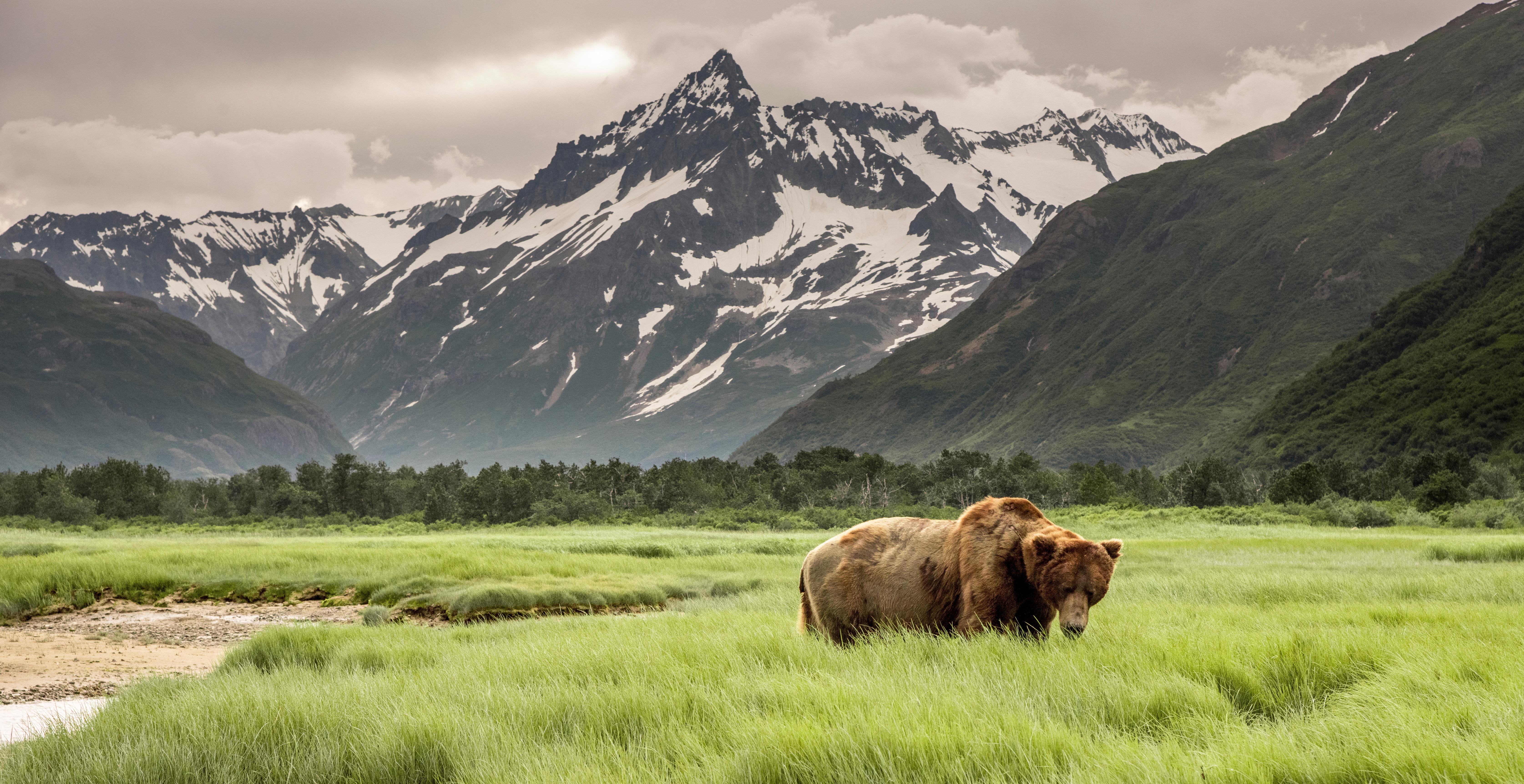 WEB GRIZZLY BEAR ALASKA MOUNTAIN SCENERY Shutterstock