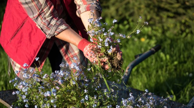 GARDENING