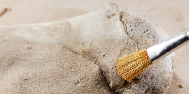 ARCHEOLOGY SEARCH