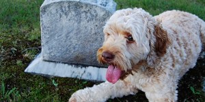 Lombardia: cani e gatti si possono seppellire al cimitero. I bambini abortiti? Dipende