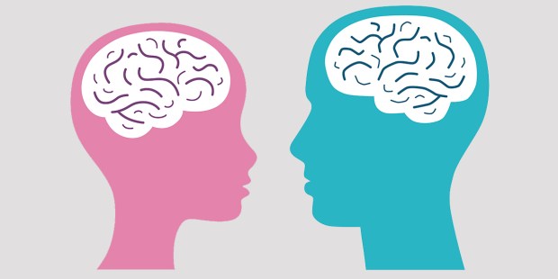 GENDER BRAINS