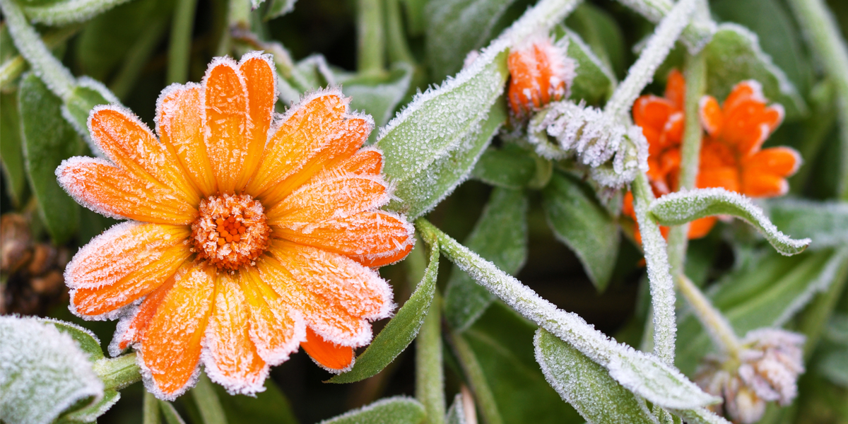 WEB – A bright orange calendula flower against a background of green leaves is covered with hoarfrost at the beginning of winter, close-up – shutterstock_745774996