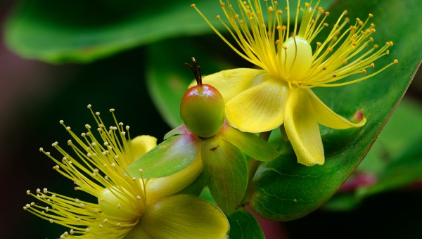 St. John's wort