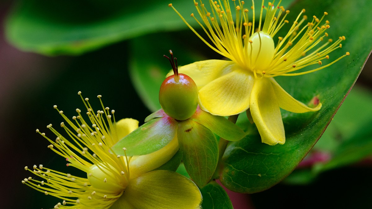 St. John's wort
