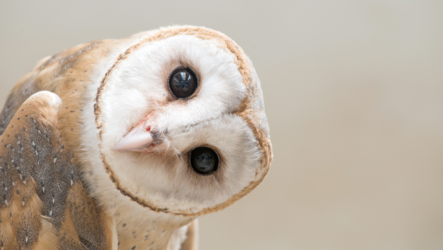 OWL, HEAD, BROWN